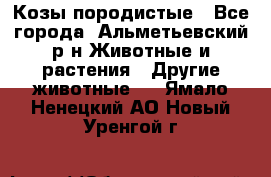 Козы породистые - Все города, Альметьевский р-н Животные и растения » Другие животные   . Ямало-Ненецкий АО,Новый Уренгой г.